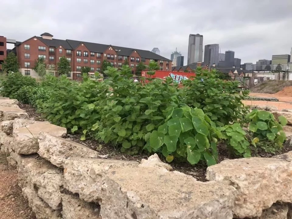 Waste Not, Want Not: Helping Local Farmers Sell Produce After Losing Restaurant Business