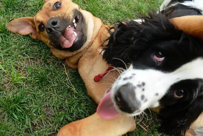 Dallas’ Dog Parks and Disc Golf Courses Are Reopening Today