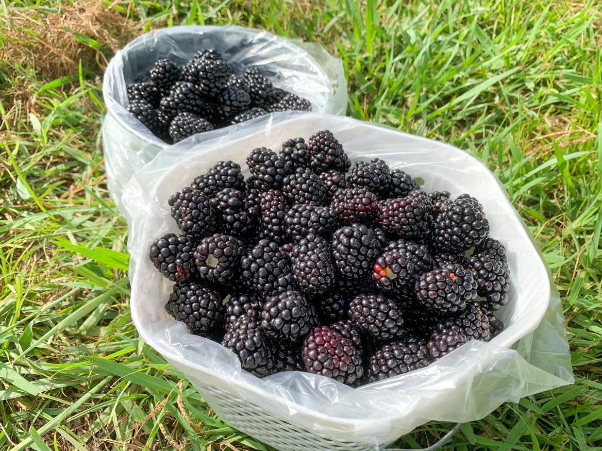 How One Farm Is Thriving During the Pandemic