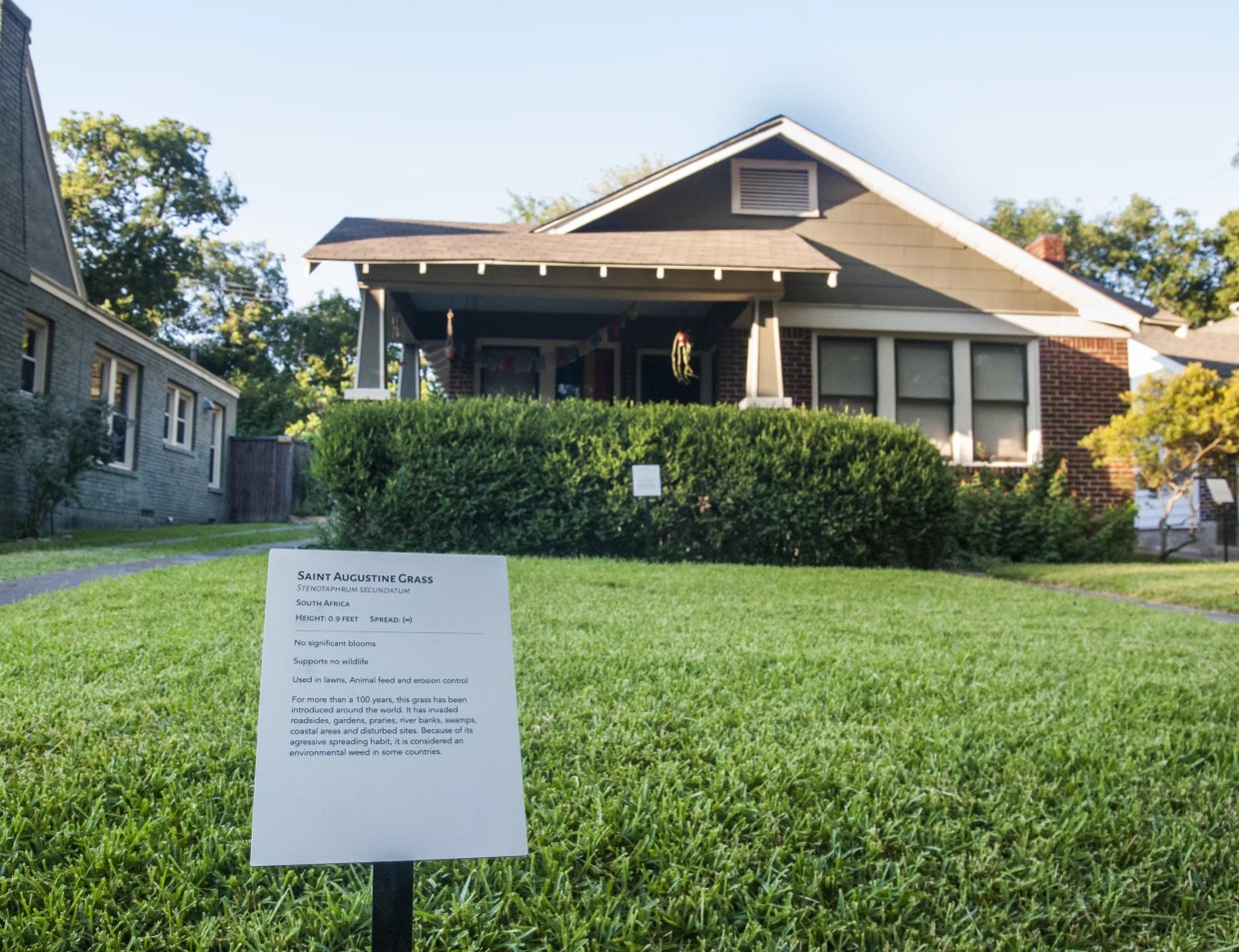 With Terrain Dallas, Iris Bechtol Uses Her Front Lawn as an Exhibition Space