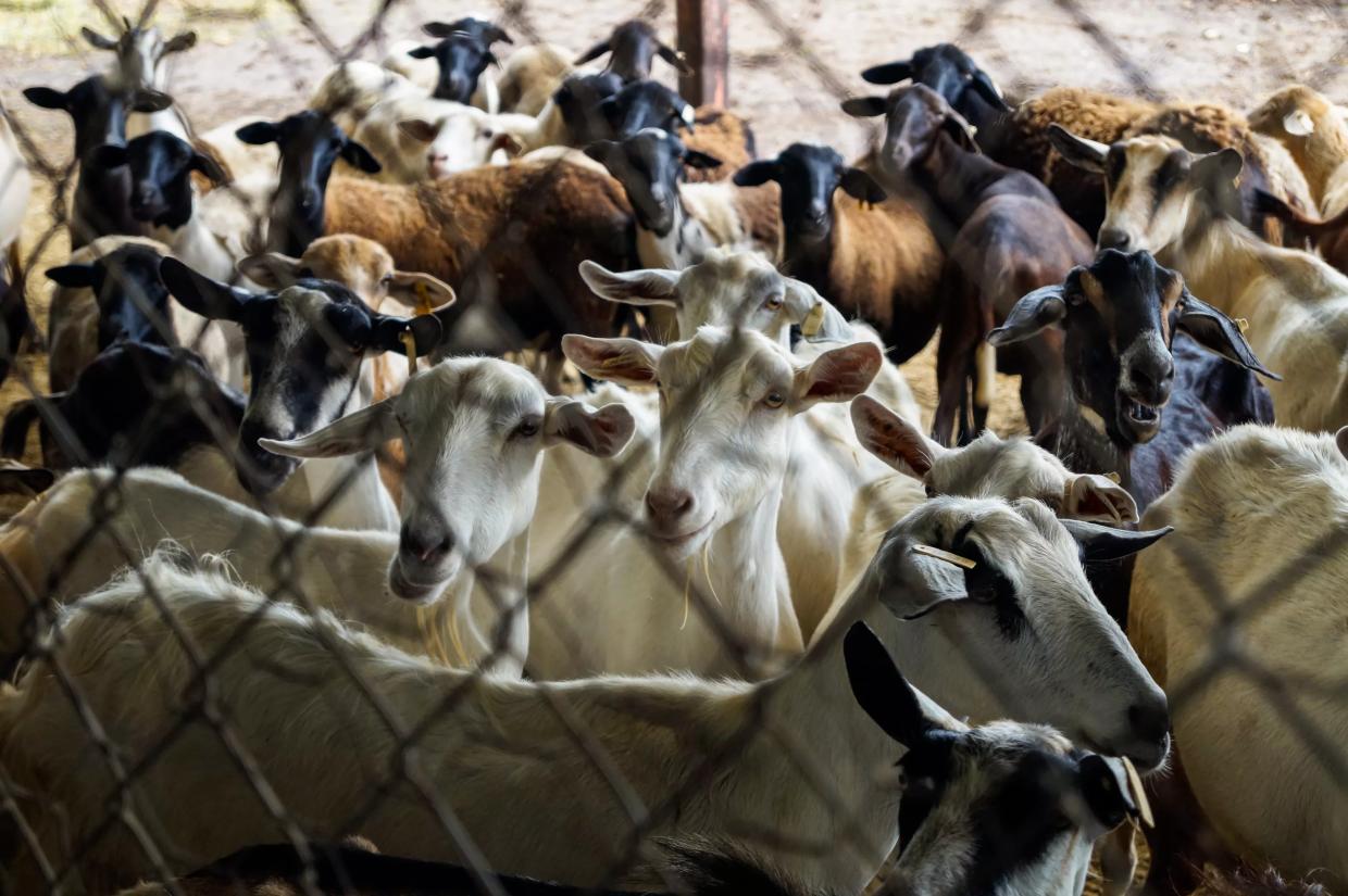Herd Immunity is a Baaad Idea, North Texas Doctors Say