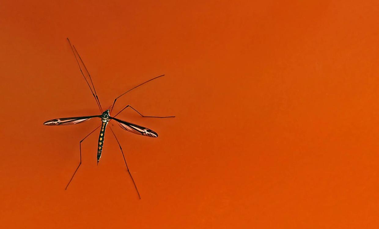 mosquito