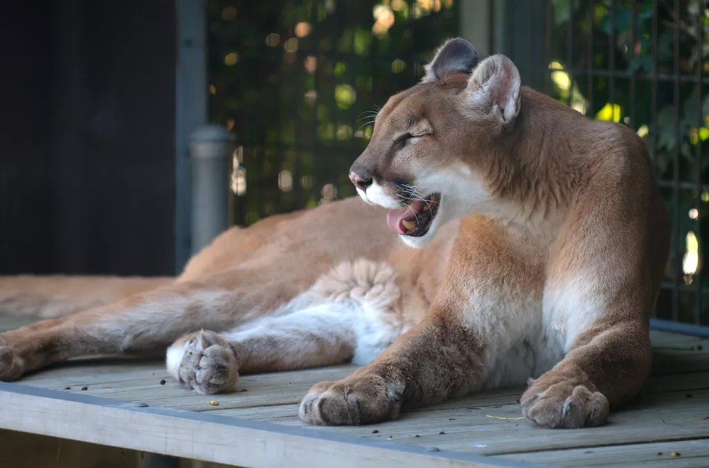 Exotic Cat Rancher Linked to Tiger King Locked Up On Federal Gun Charges