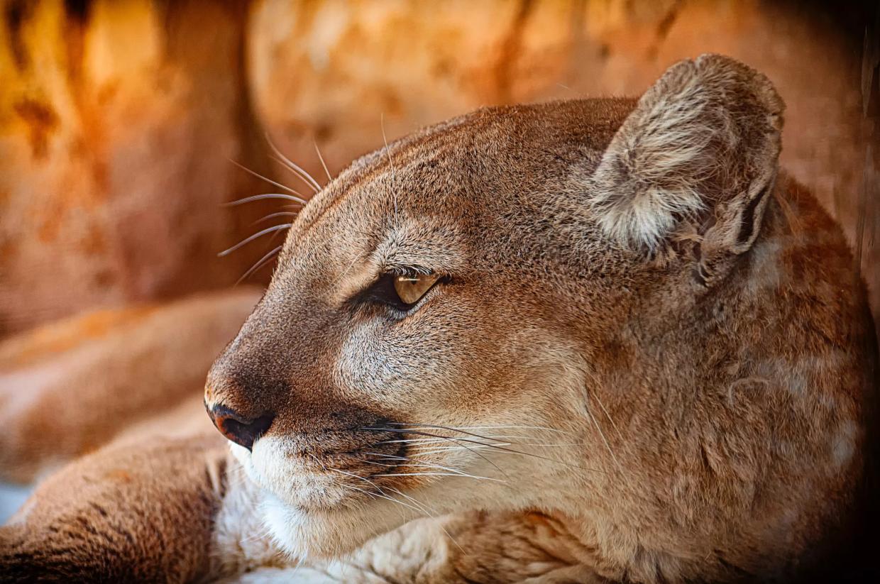 North Texas’ Mountain Lion is Dead, State’s Wildlife Department Says