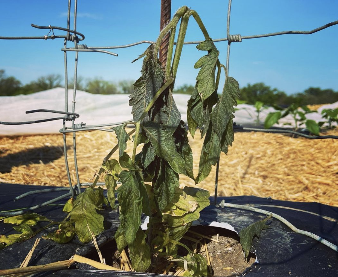 After a Rough Year on Farms and Ranches, a Texas Brewery Offers Help