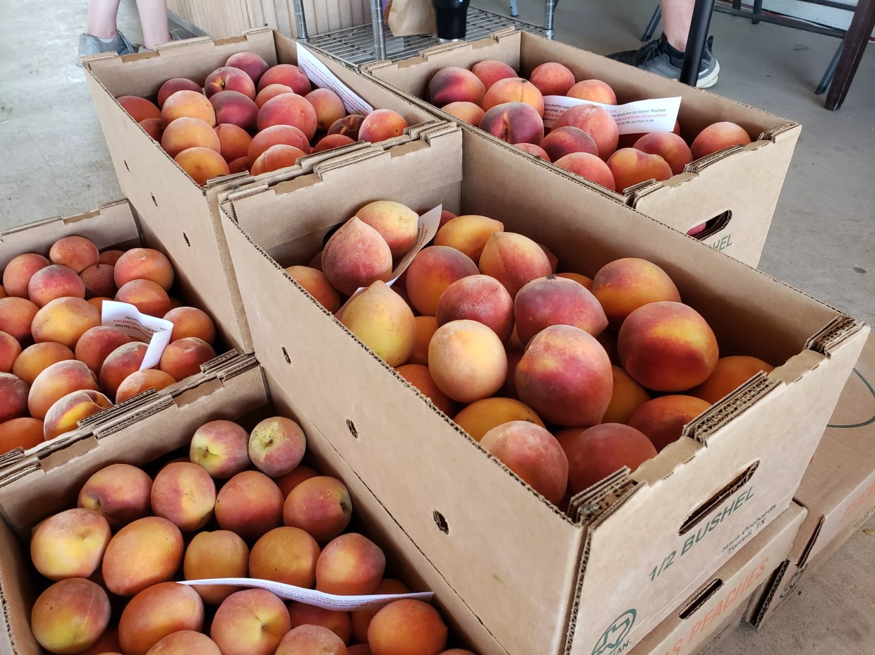 The Time Is Ripe for Peaches (and Love?) at Ham Orchards