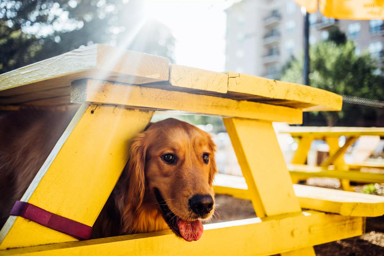 At MUTTS Cantina, a Lucky “Puptern” Will Get $100 an Hour to Play With Dogs