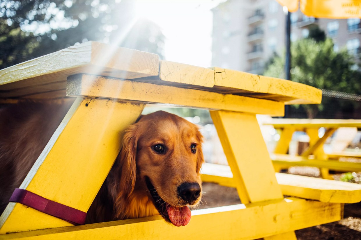 At MUTTS Cantina, a Lucky “Puptern” Will Get $100 an Hour to Play With Dogs