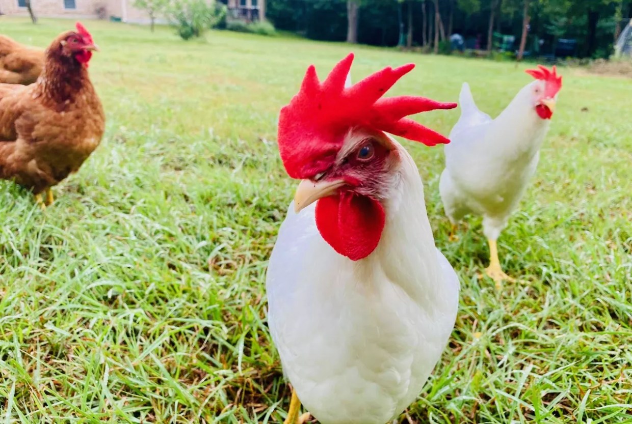 New Vegan Restaurant, Project Pollo, Aims to Put Chick-fil-A Out of Business by 2030