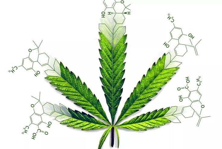 Marijuana leaf