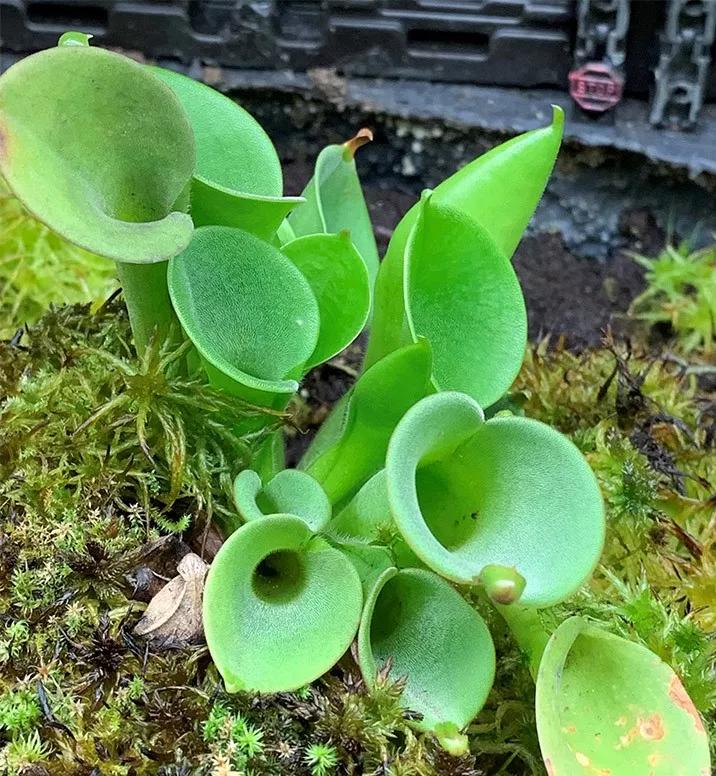 Carnivorous Plant Gallery Known as the Texas Triffid Ranch Is Closed for Good