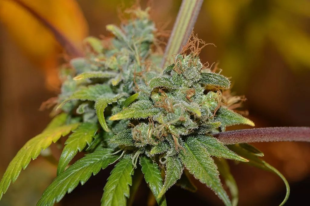 Dallas Could Legalize Recreational Cannabis Use Under House Bill 1937