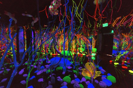 Why Dallas Loves Immersive Art Experiences