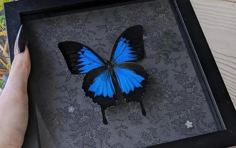 A mounted blue butterfly by Lily Lurid. Art with dead insects are all the rage in Dallas.