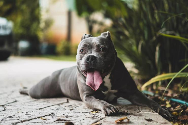 Pit bull dogs are in plentiful supply at local animal shelters.