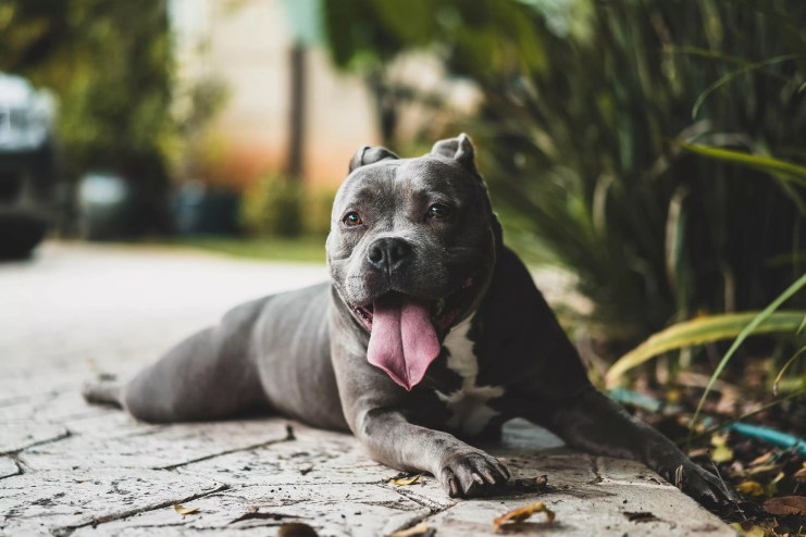 Pit bull dogs are in plentiful supply at local animal shelters.