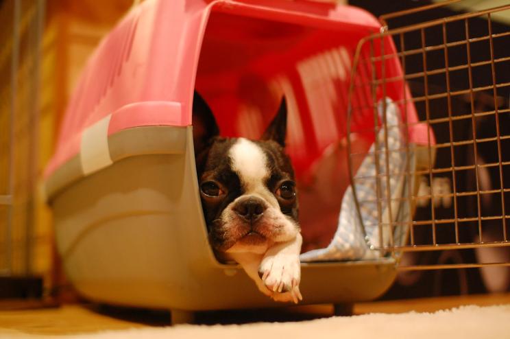 pet dog