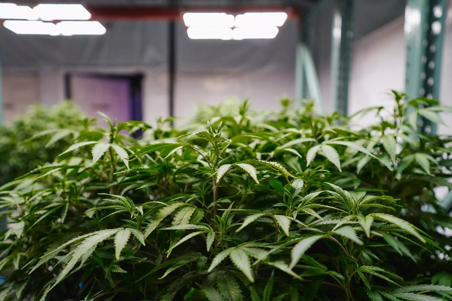 marijuana farm