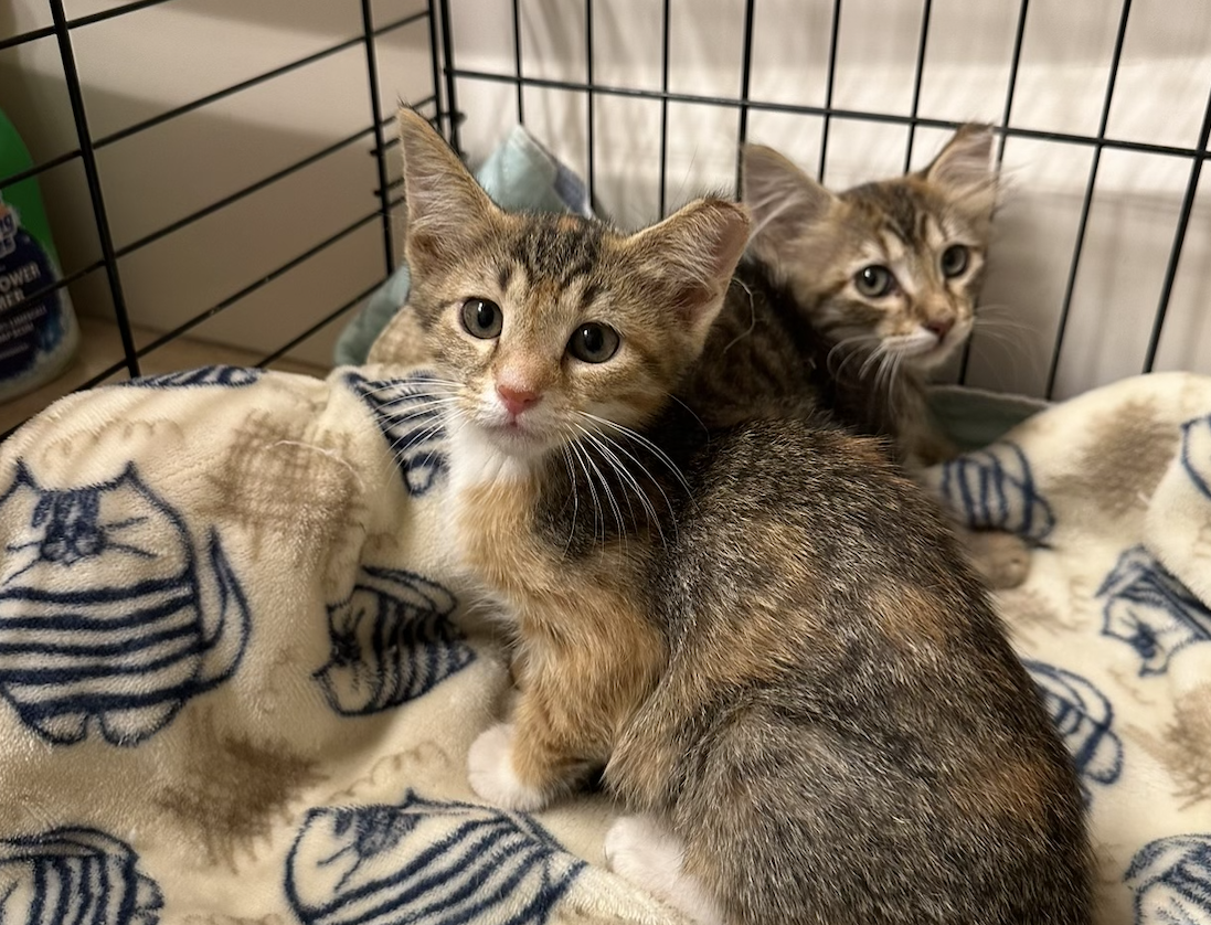 stray kittens in a cage