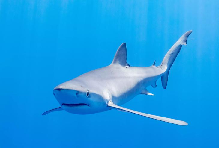 A shark in the ocean.