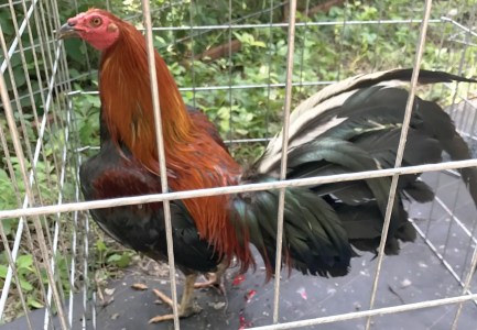 Dallas Is A Hotbed For Cockfighting. 