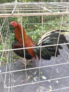 Dallas Is A Hotbed For Cockfighting. 