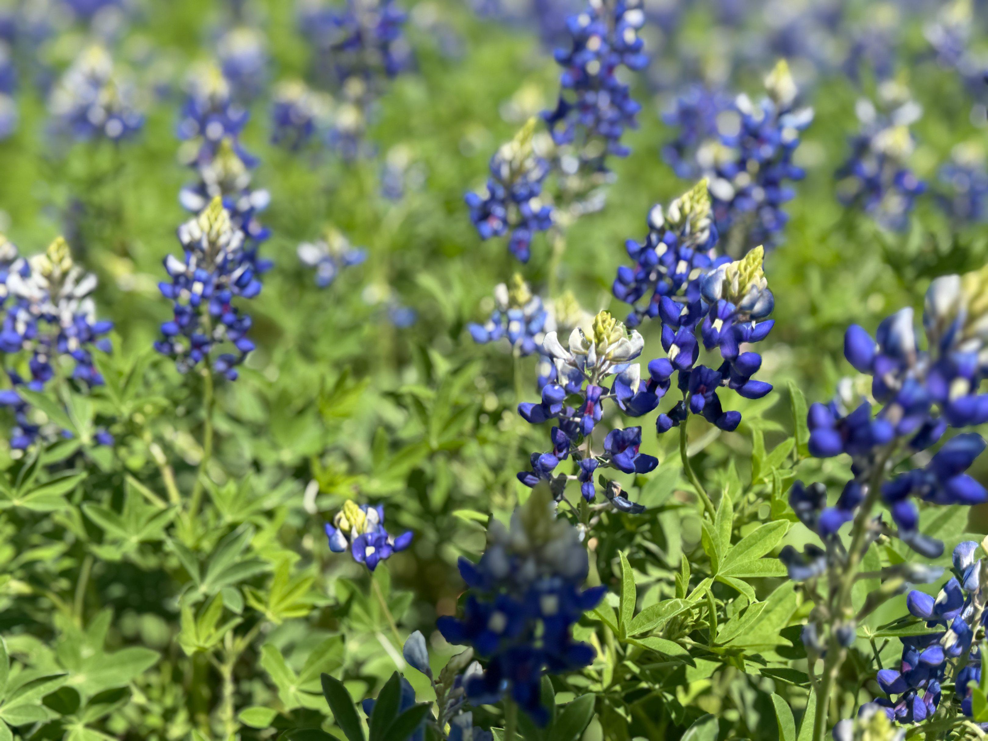 Bluebonnets
