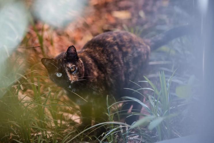 feral community cat