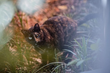 Oak Cliff Neighborhood Cat-astrophe