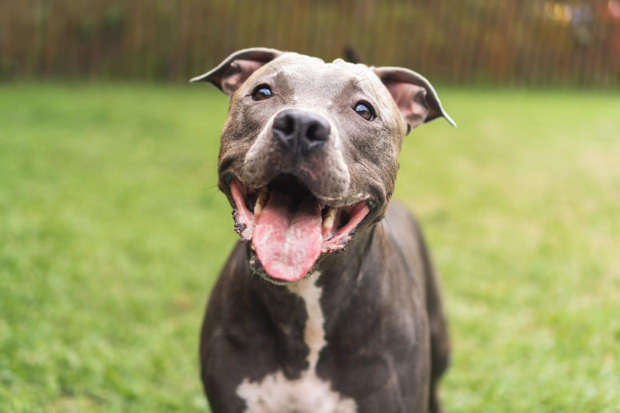 Dallas Animal Services Sees Rise in Adoptions After Surge in Surrenders