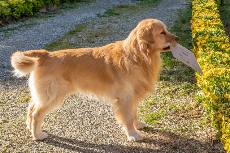 dog