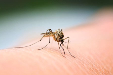 Mosquitos May be Slightly Better in Dallas This Year