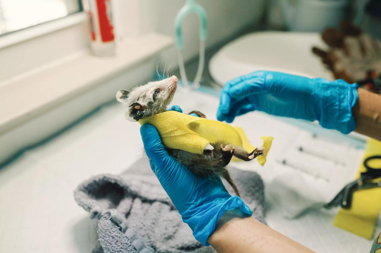 ‘A Matter of Time’: Orphaned Animals in Plano Are Looking for a New Home