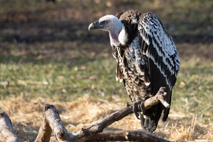 vulture
