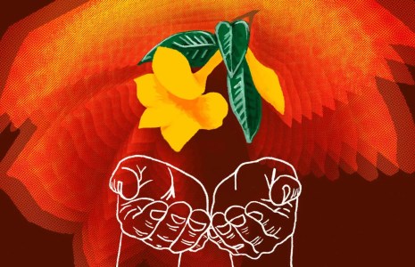 Texas To Lead Its Own Ibogaine Trials